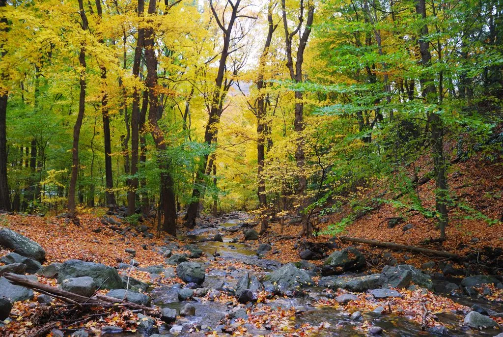 Fall foliage 2023