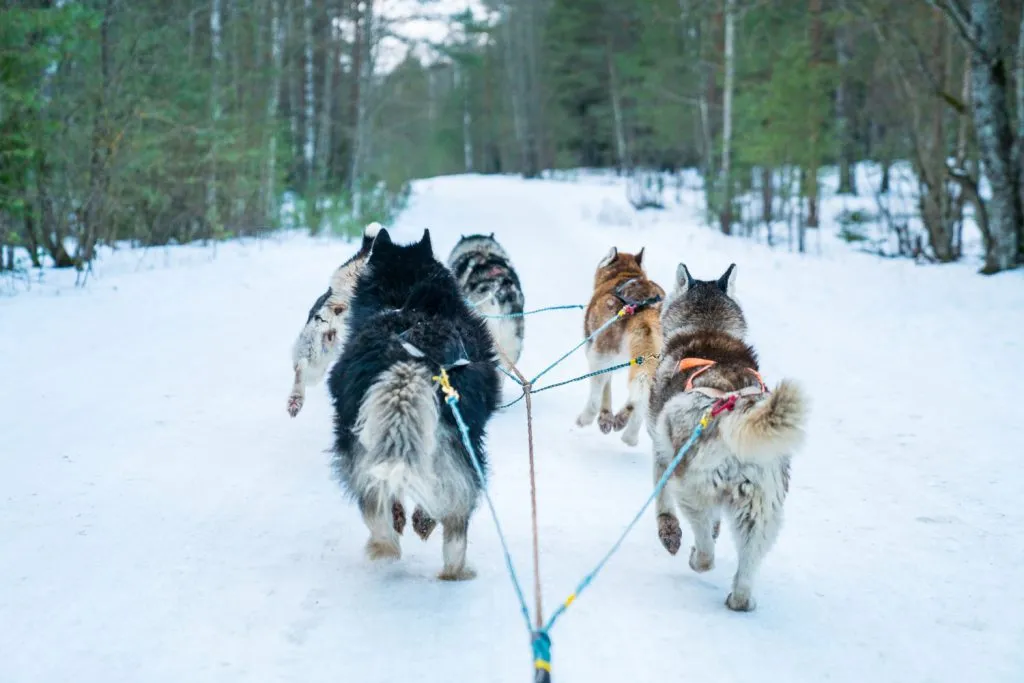 adventure travel activities | dog sledding